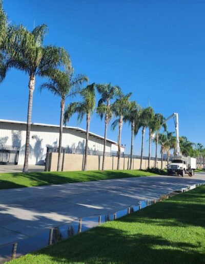 Johnnies Tree row of palms trimmed