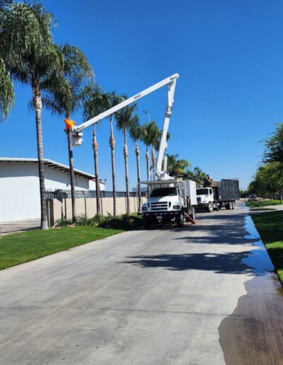 Johnnies Tree trimming palms