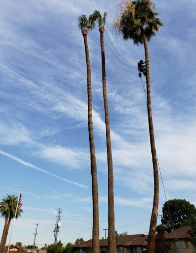 Johnnies Tree trimming palms with tree trimmer on palm