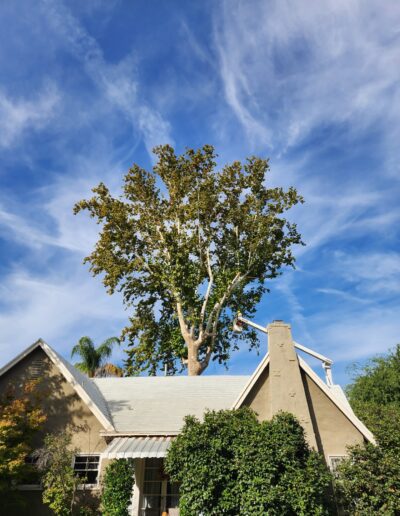 Johnny_s Tree Seravice bucket over house