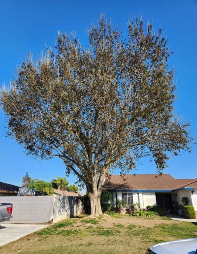 Johnny_s Tree Service large tree