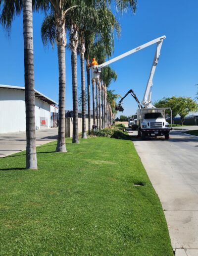 Johnny_s Tree Service person in bucket