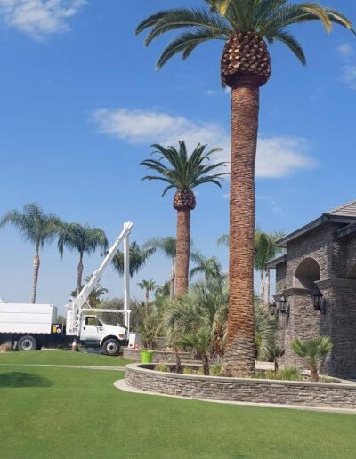 Johnny_s Tree Service truck with palms