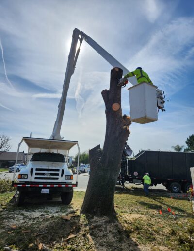 Worker cutting the tree