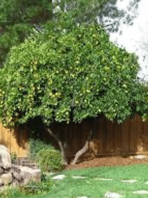 orange tree